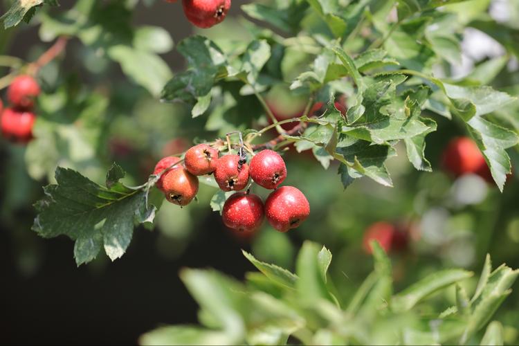 七,八月雨季过后,山楂果实快速长大,日渐饱满成熟,果实的颜色也越加