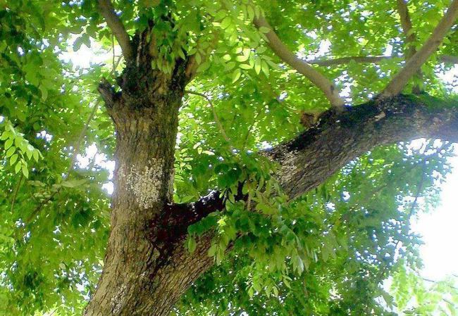 斧头都砍不动,过去用来做秤杆,如今十分珍贵,每棵都有