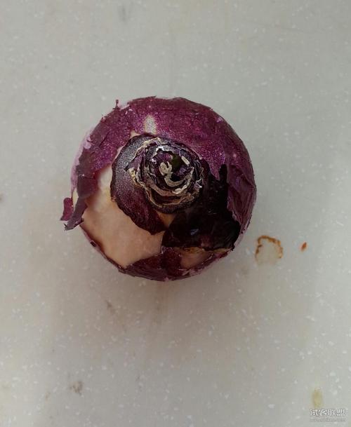 风信子水培种球