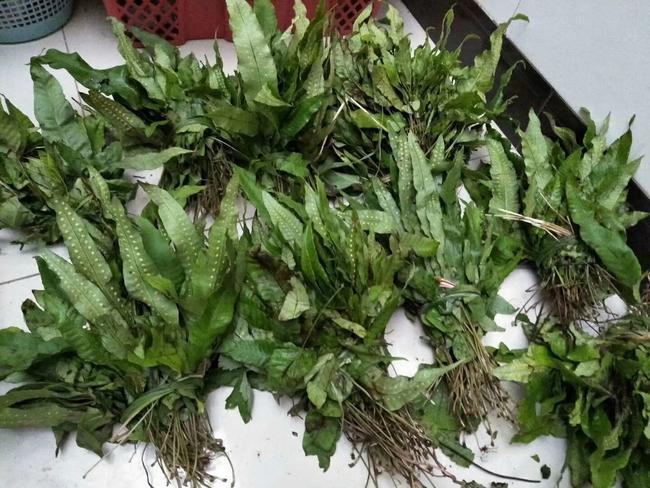 金鸡脚草