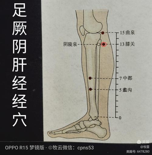 详解《足厥阴肝经》