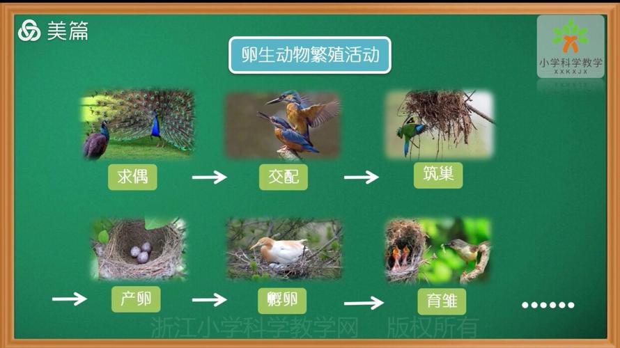 2,胎生动物的繁殖活动:求偶,交配,直接生产,乳汁喂养.