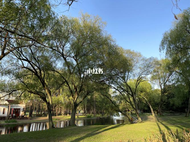 共青森林公园的景色是拍不出来的美丽!