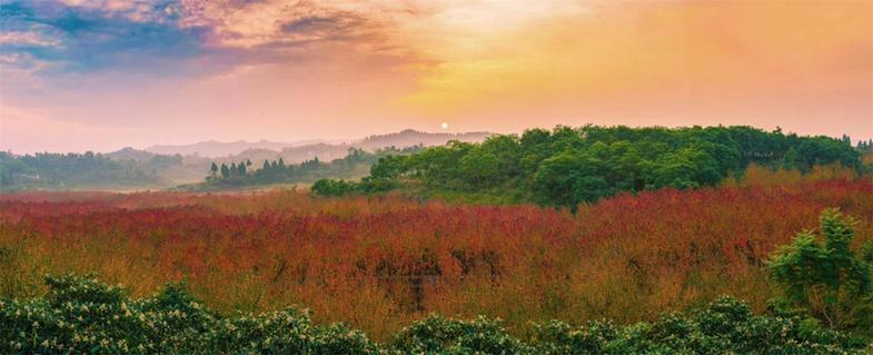 古楼镇红枫节周末迎游客2万余