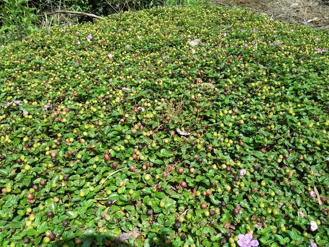 345县道旁,到处生长地稔子.