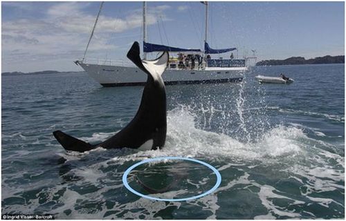 虎鲸拍击鲨鱼的脑袋(蓝色圆圈是鲨鱼的脑袋)|orca aware