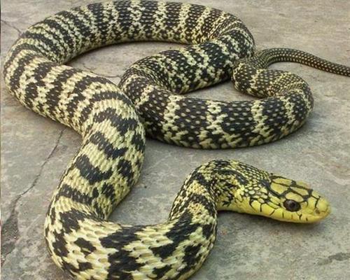 大王蛇的药用价值和经济价值