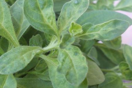 矮牵牛的病虫害防治大全