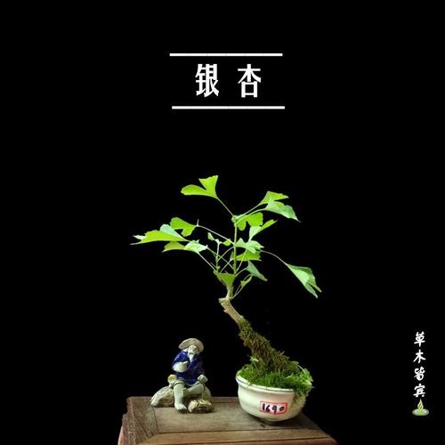 银杏微型盆景 小白果迷你树桩盆栽 小品观叶植物 办公