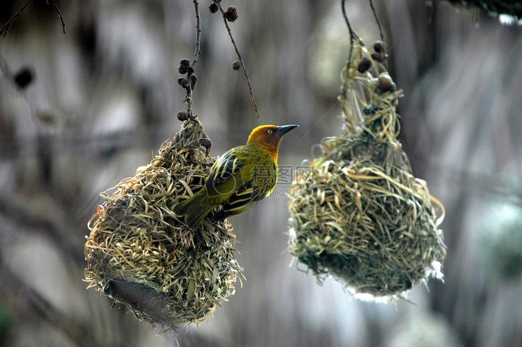 在鸟窝里站着的鸟