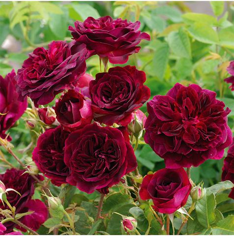 耐寒奥斯汀灌木月季花苗 曼斯特德伍德黑伍德 强香多头多季抗病强