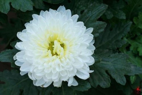 您在天堂可好 ——缅怀仙逝母亲23周年祭