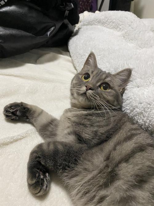 虎斑猫是蓝猫嘛