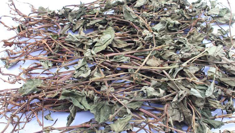 中药鱼腥草功效与作用鱼腥草的功效和禁忌注意有哪些