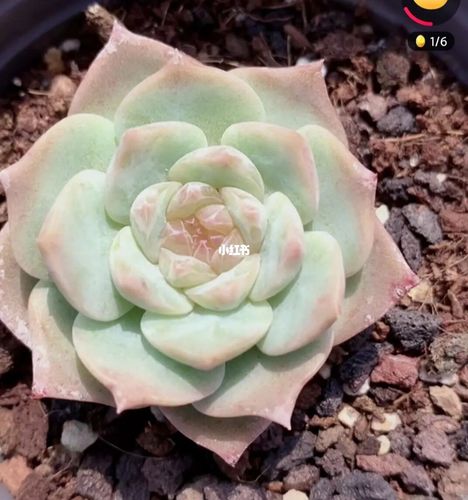 假冰魄又怎么呢?我自己喜欢就好_多肉植物_多肉控