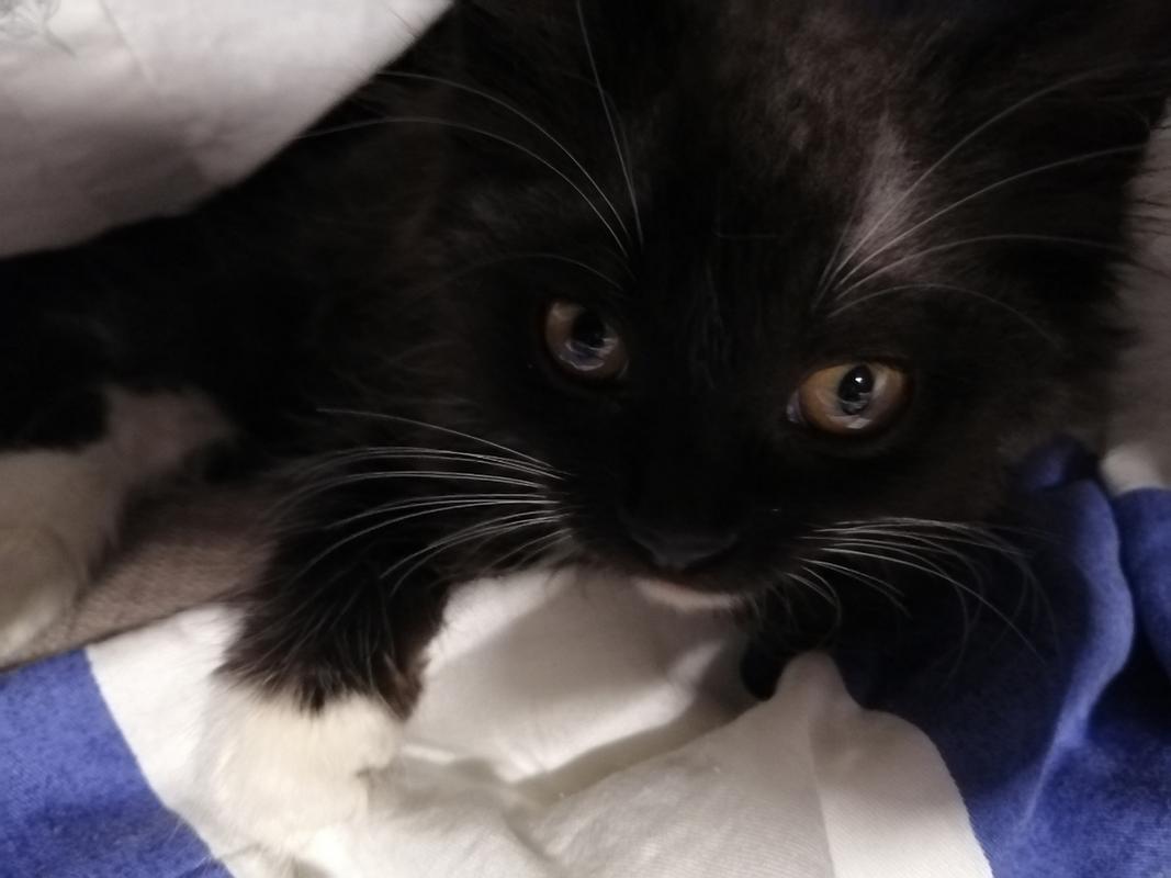 两个月大的幼猫,说是狮子猫,我想请问一下万能的网友们,有没有人知道