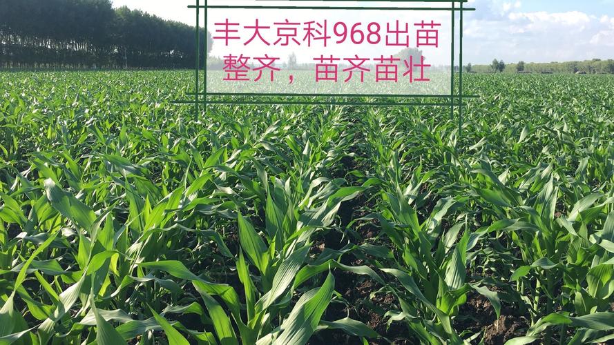 传奇玉米丰大京科968,正在续写新的传奇