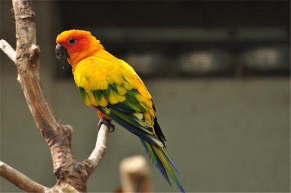 小心宠物成为证物娄底一市民买了两只特别漂亮的鹦鹉结果