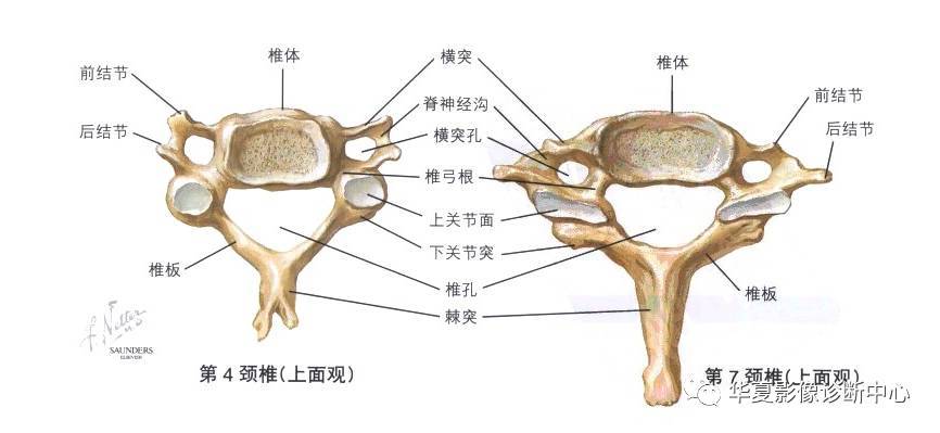 颈椎,胸椎,腰椎的详细解剖都在这里了!
