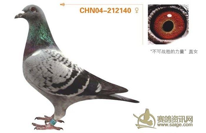 朱飞雄_信鸽百科_赛鸽资讯网