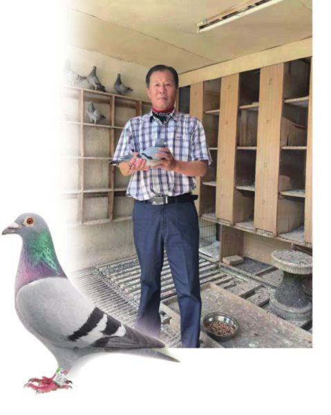 太仓绿化公棚赛收官 冠军鸽6小时从安徽飞回苏州