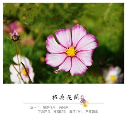 新年伊始 格桑花开