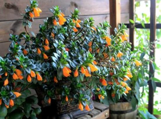 金鱼花怎么养才开花4个方法让金鱼花开满小金鱼