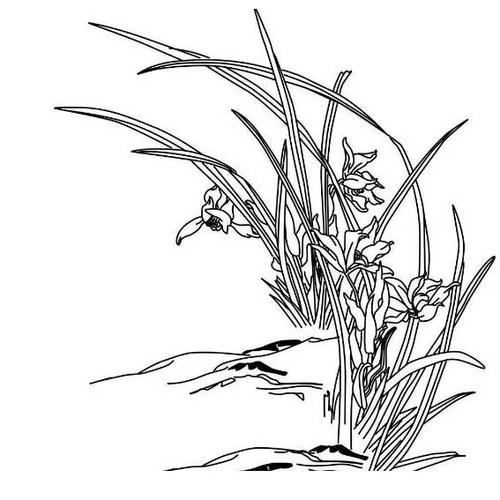 兰花怎么画漂亮又简单_植物简笔画_格格手抄报