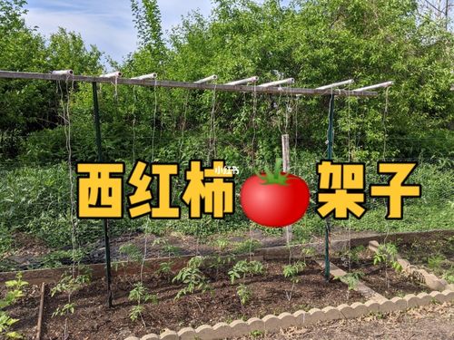 给西红柿搭架子可以支撑比人高的西红柿