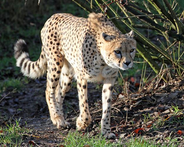 猎豹,豹亚科,动物壁纸,照片,下载