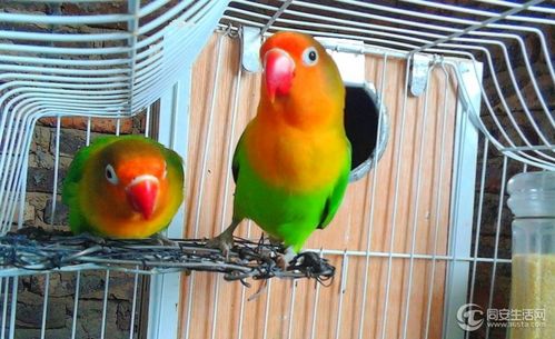 转让棕头牡丹鹦鹉2只