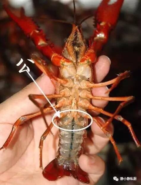 纯母虾,享受最高级别的吃龙虾体验!