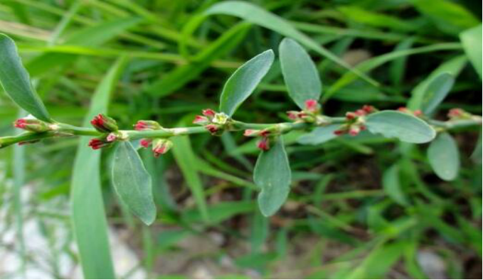 扁蓄的古本草流源考辩