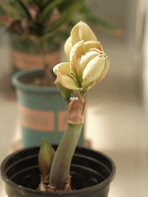 朱顶红-异域仙女_仙女_珠光_家居家装_家居装饰