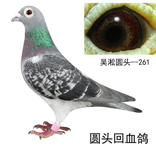 吴淞圆头--261