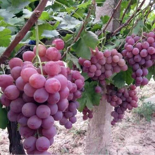 产地直供红提葡萄整箱红提子新鲜水果红地球红提甜提子脆提子3斤