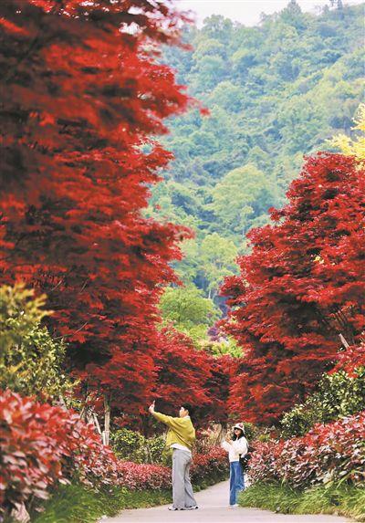 乐清桐阳村枫叶红似火|雁荡山|红叶|红枫|樱花|彩叶_网易订阅