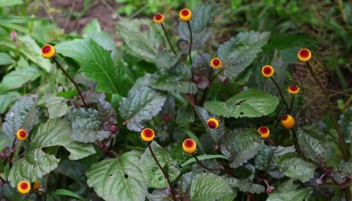桂圆菊(铁拳头/印度金纽扣)acmella oleracea ,菊科金钮扣属.