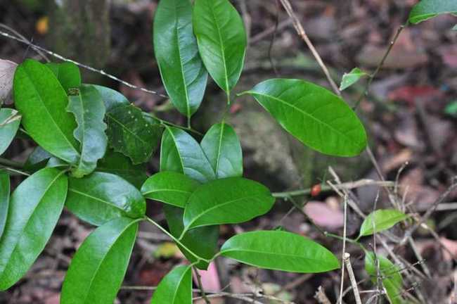  p>青风藤为防己科植物青藤或毛青藤等的藤茎,注意不可与 a target="