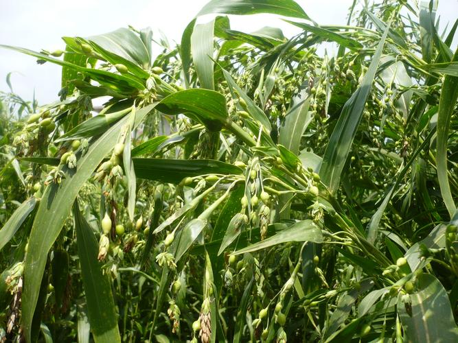 生态园 农家精选贵州小薏米仁有机薏仁苡米仁五谷杂粮