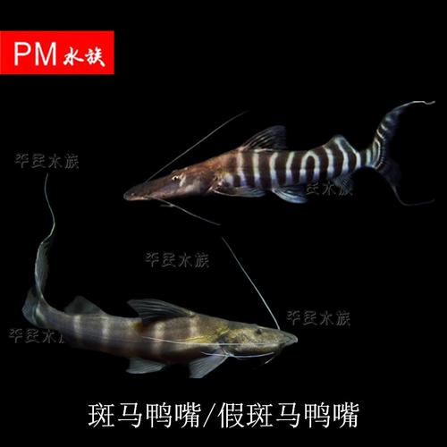 鸭嘴鸭嘴鱼斑马活体月光撒旦坦克牛头东沙狐狸鱼