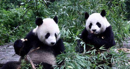 大熊猫最适合的栖息环境
