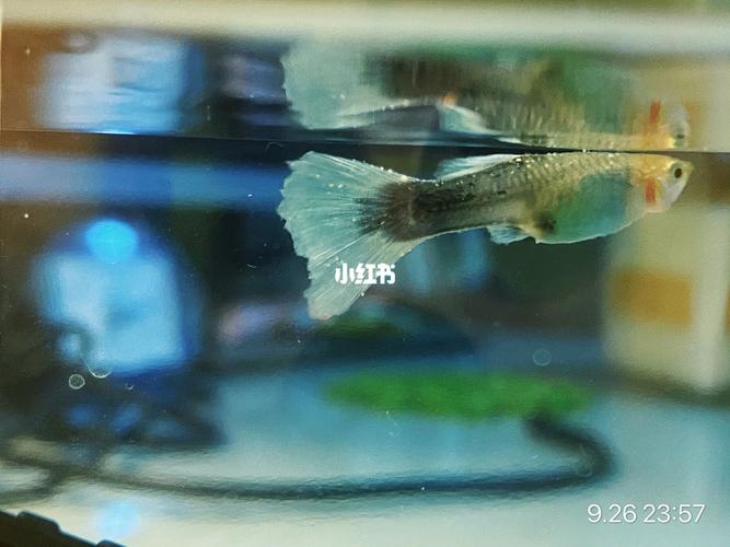 血的教训!治疗孔雀鱼白点病的经验总结