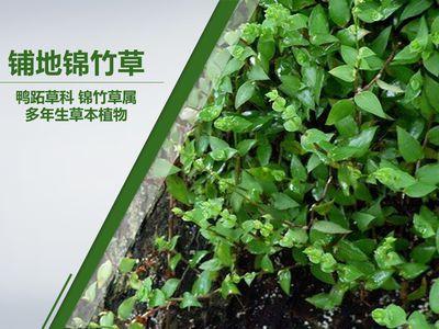 铺地锦竹草