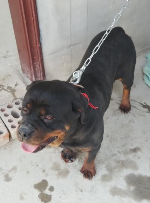 黑色无尾是什么品种的狗狗