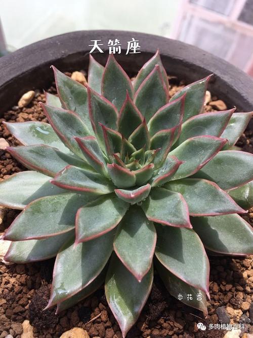 阳台室内养肉三年对多肉的爱却只增不减