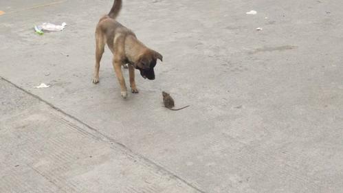 其实很多狗狗捉老鼠也不