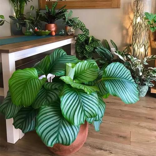 这五种"大叶子花",高端大气上档次,家里养上一盆,叶子