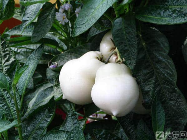 学装修 花卉      病虫害:人参果主要病虫害与茄科蔬菜相似,常见病害