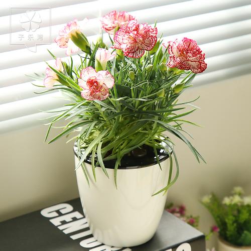 康乃馨盆栽花卉室内客厅阳台观花植物带花苞